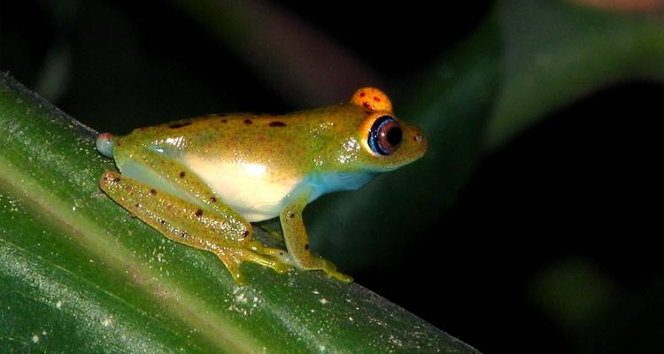 Small, colorful frog on a leaf in a natural setting.