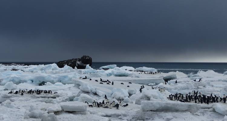Itinéraire exceptionnel en Antarctique : découverte intensive de la mer de Weddell, y compris des vols panoramiques en hélicoptère - Inventia 3