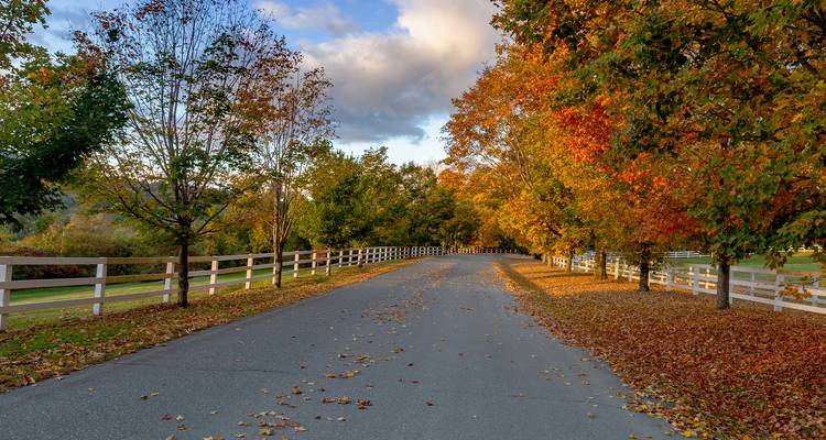 Autumn foliage along a country road with a white fence.