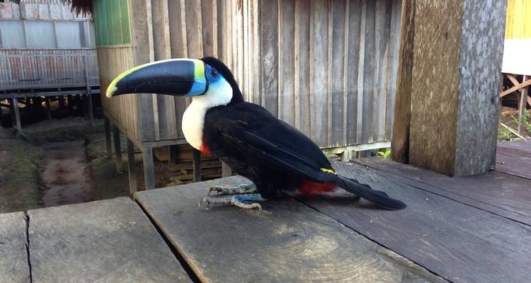 Tukan auf Holzterrasse in der Nähe traditioneller Gebäude sitzend.