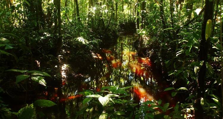 Dichter Dschungel mit einem schmalen Wasserlauf, der das Sonnenlicht reflektiert.