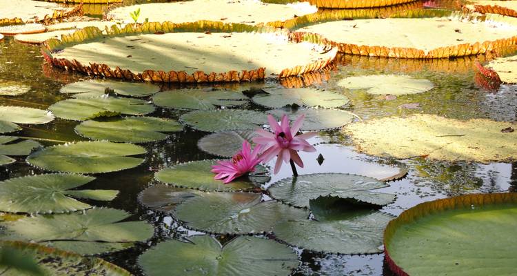 Rosa Seerosen in einem Teich mit runden grünen Blättern.