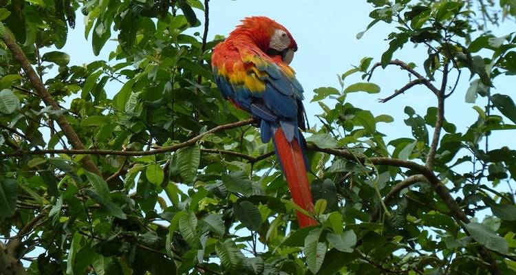 Bunter Papagei auf einem Baum vor klarem Himmel.