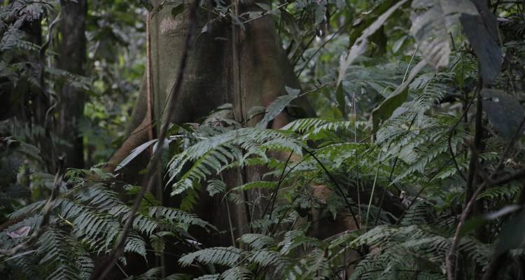 Dichtes Farnlaub und ein großer Baumstamm in einem Wald.