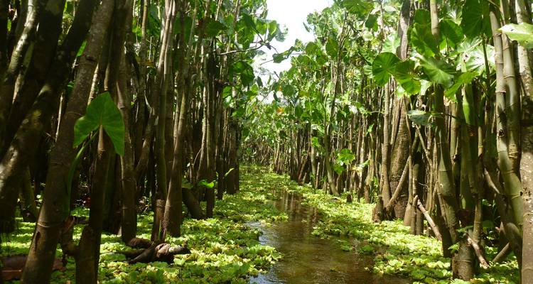 Waldgebiet mit hohen Pflanzen über einem kleinen Wasserlauf.