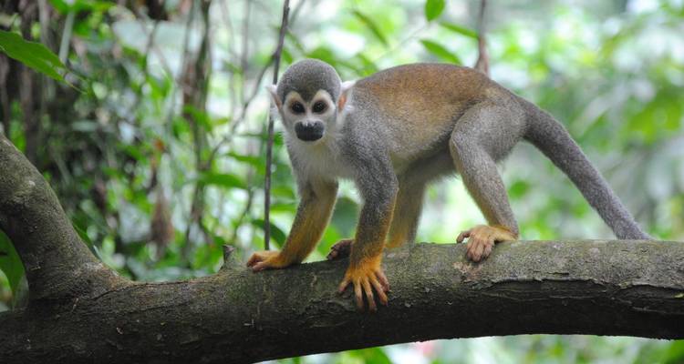 Totenkopfäffchen auf einem Ast vor grünem Hintergrund.
