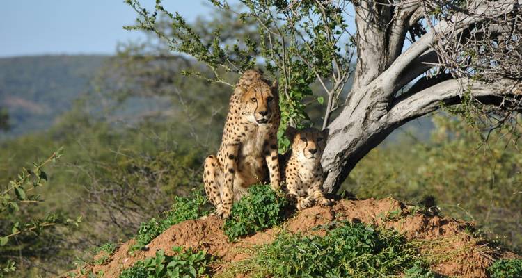 Le chemin des baobabs - Safaris de 2 jours en Tanzanie - theKili-Guides 4