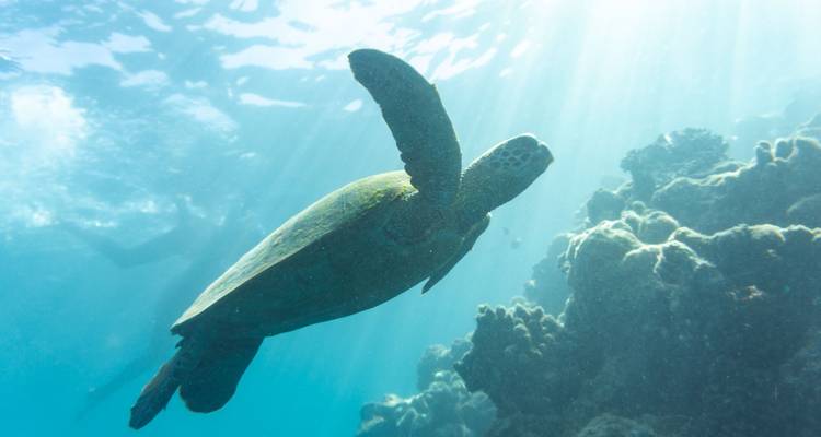 2 días / 2 noches Aventura en Maxi Vela por las Islas Whitsunday - Prosail Whitsundays 6