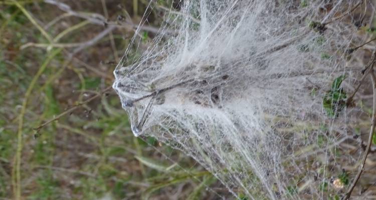 ANDASIBE AVEC LE SUD POUR DÉCOUVRIR MADAGASCAR SOUS TOUTES SES COUTURES - Sifaka Voyages 2