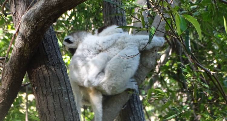 ANDASIBE AVEC LE SUD POUR DÉCOUVRIR MADAGASCAR SOUS TOUTES SES COUTURES - Sifaka Voyages 7