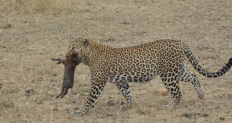 Kenya's Wilderness: A 7-Day Safari Adventure - Wonderful Holidays UK 1