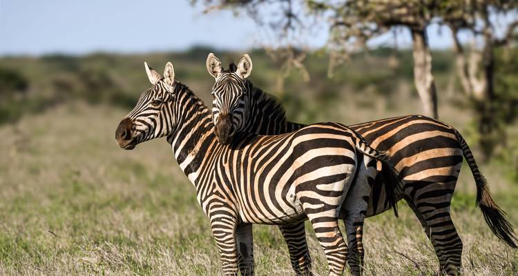 Aventura en Sudáfrica: De Cape Point a la Estancia Salvaje - journaway 4