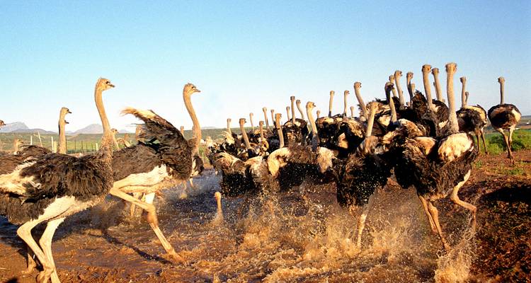 Sudáfrica Intensa: Glamping con vida salvaje y conocimientos locales - journaway 9
