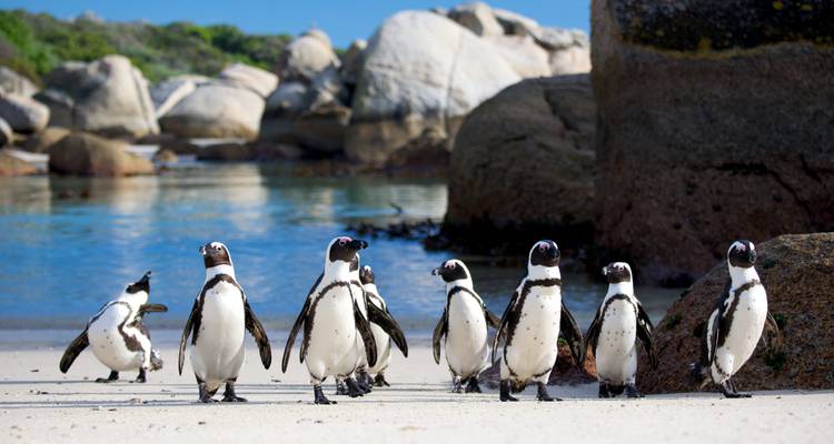 Sudáfrica Intensa: Glamping con vida salvaje y conocimientos locales - journaway 4