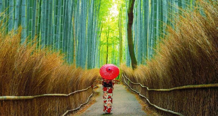 Person in kimono with a red umbrella walks through a towering bamboo forest path