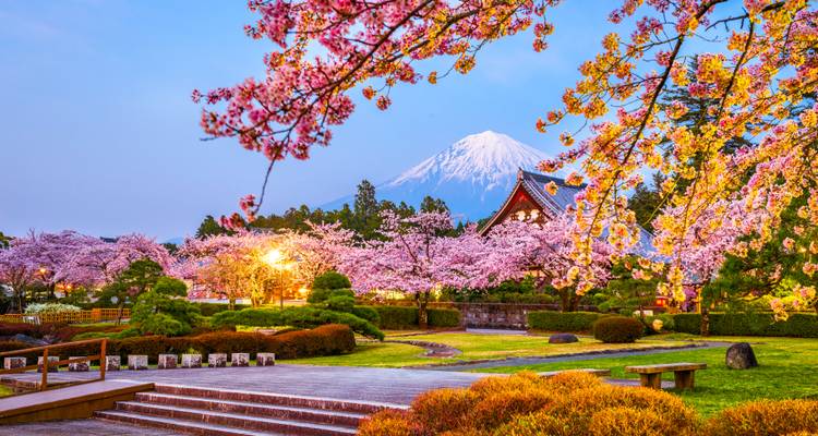 Snow-capped Mount Fuji rises beyond a park filled with blooming cherry trees at dusk