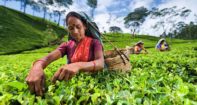 08 días - Ruta cultural de Ceilán con el Parque de Yala - Ceylon Roots 2