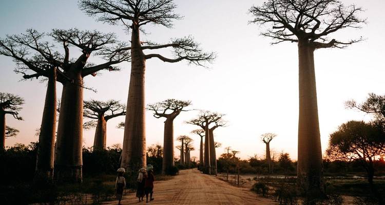 Western wonder (Baobab + Kirindy + Tsingy discovery) & Lemurs park visit - Travelia Safari 3