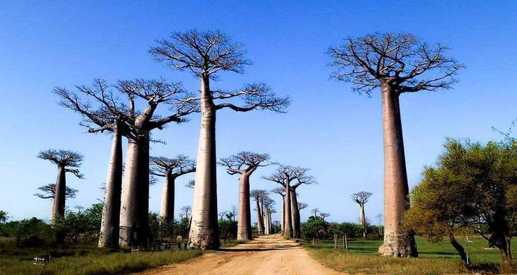 Western wonder (Baobab + Kirindy + Tsingy discovery) & Lemurs park visit - Travelia Safari 7