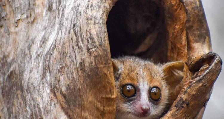 Western wonder (Baobab + Kirindy + Tsingy discovery) & Lemurs park visit - Travelia Safari 10