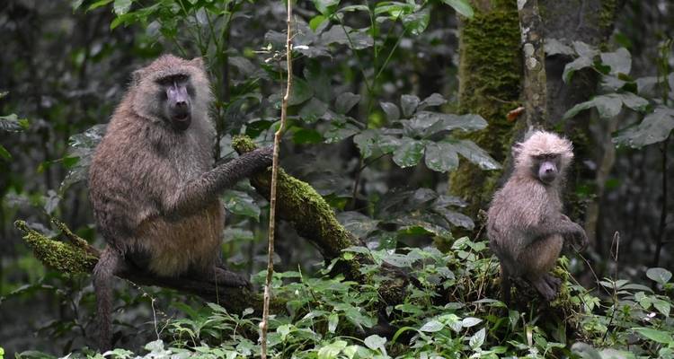 Circuito de un día al Parque Nacional de Arusha - theKili-Guides 1