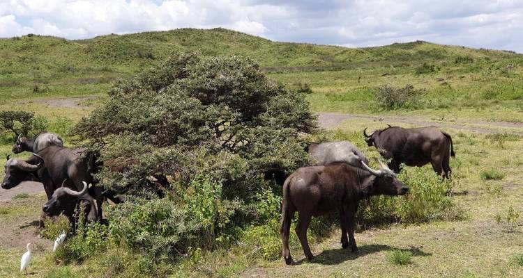 Circuito de un día al Parque Nacional de Arusha - theKili-Guides 4