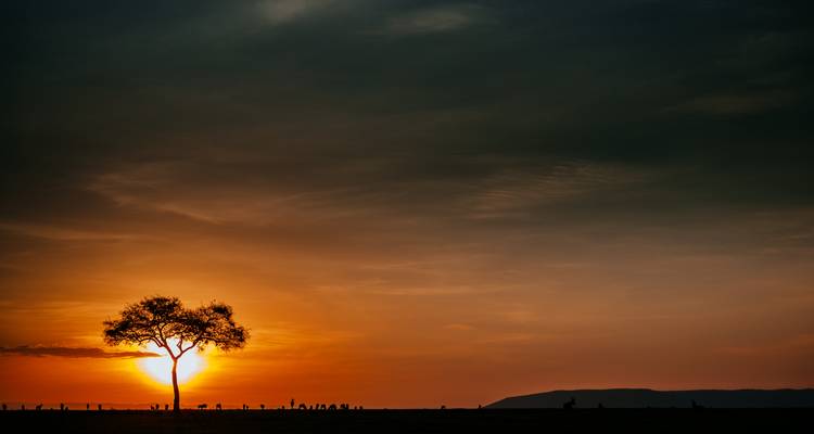 Silhouetted tree against a dramatic sunset sky in the African savannah.