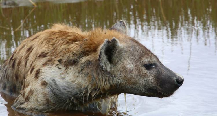 3 Days Mid-range Lodge Tanzania Safari - theKili-Guides 3
