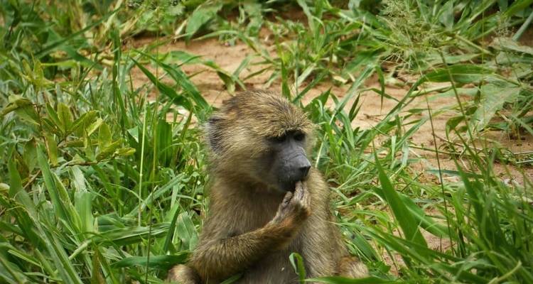 3 Days Mid-range Lodge Tanzania Safari - theKili-Guides 4