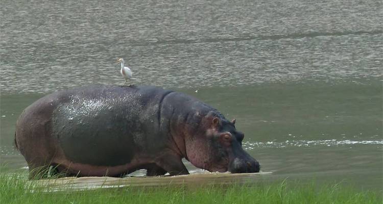 3 Days Mid-range Lodge Tanzania Safari - theKili-Guides 6