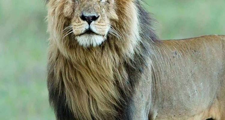 3 Days Mid-range Lodge Tanzania Safari - theKili-Guides 8