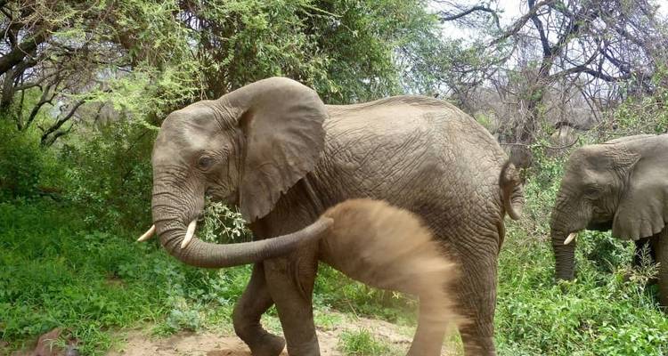 3 Days Mid-range Lodge Tanzania Safari - theKili-Guides 9