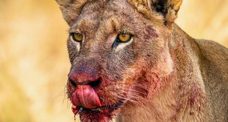 3 Days Mid-range Lodge Tanzania Safari - theKili-Guides 10