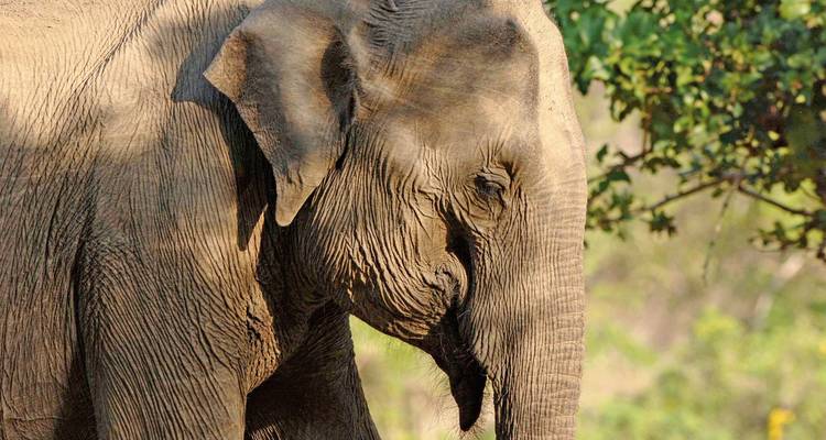 Close-up side profile of an Asian elephant with textured skin and gentle expression