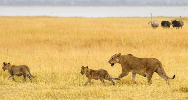 Safari de Aventura de 6 días en Tarangire, Ngorongoro y Serengeti - Lights on Africa Destinations & Safaris 7