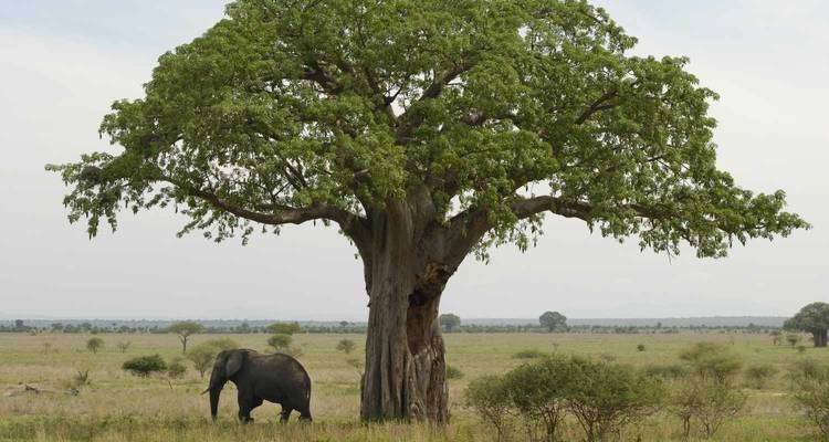 Safari de Aventura de 6 días en Tarangire, Ngorongoro y Serengeti - Lights on Africa Destinations & Safaris 9