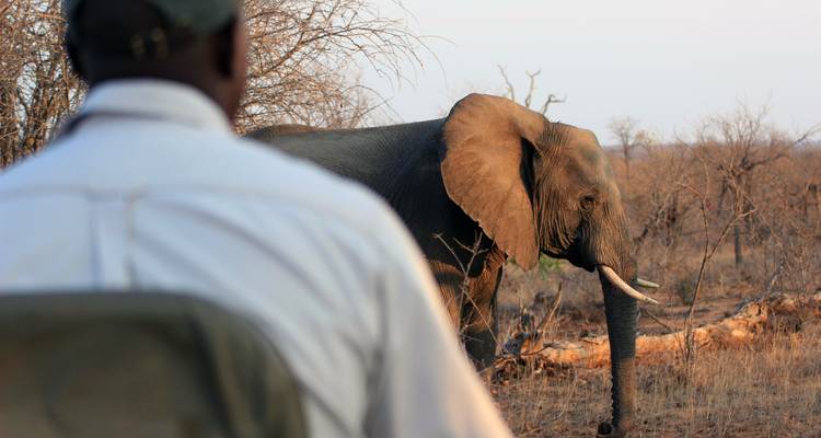 Here's the Dutch translation:

"Een olifant waargenomen door een persoon op safari."

Alternative translations could be:
- "Een olifant geobserveerd door een persoon op safari."
- "Een olifant gezien door iemand op safari."

The first translation is the most literal, while the alternatives use slightly different verbs that also convey the meaning of "observed."