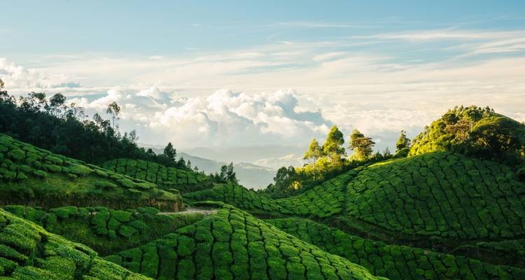 7 Days Private Kerala Tour from Cochin - Yoganshi Travel 4