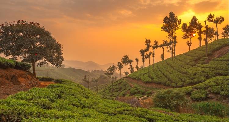 7 Days Private Kerala Tour from Cochin - Yoganshi Travel 6