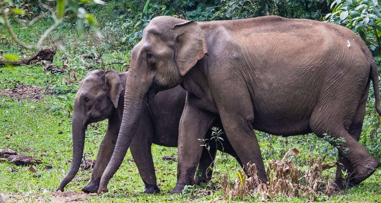 Surclassé - Inde du Sud : Kerala à Goa - Explore! 6