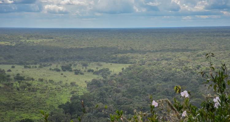 Aerial view of a vast forest landscape under a cloudy sky.