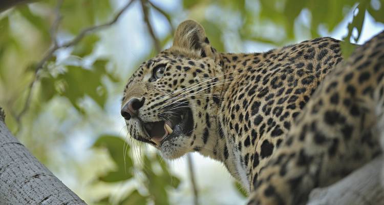 Golden Triangle of India & Tigers, Private Tour - Le Passage to India 7