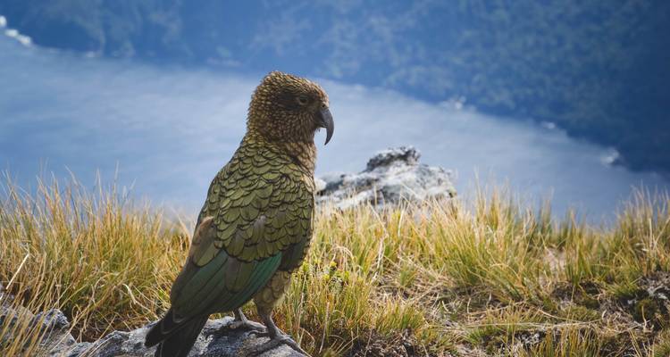 Explorando las Maravillas de Nueva Zelanda con las Islas Norte y Sur (de Auckland a Queenstown) - Collette 6