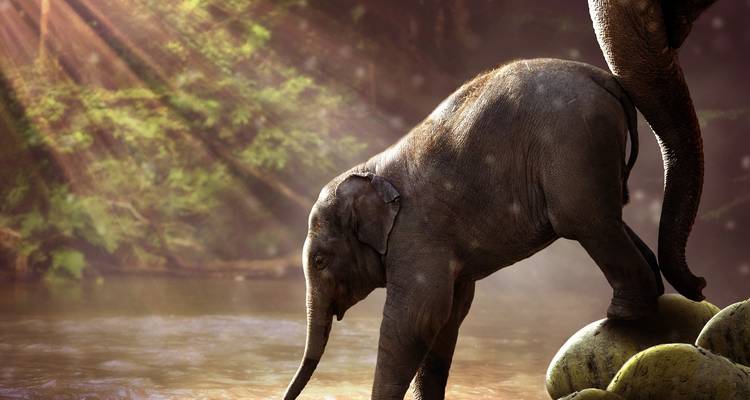 5 jours à Bangkok comprenant le sanctuaire des éléphants et la chute d'eau d'Erawan, le Grand Palais et 2 temples - STM Tours LLC 1