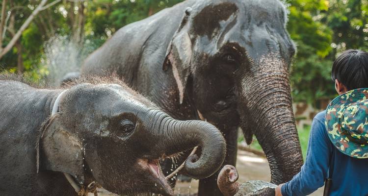 5 jours à Bangkok comprenant le sanctuaire des éléphants et la chute d'eau d'Erawan, le Grand Palais et 2 temples - STM Tours LLC 2