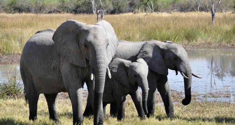 4 Days Mid-Luxury Lodge Wilderness Safari - theKili-Guides 1