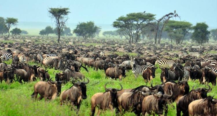 4 Days Mid-Luxury Lodge Wilderness Safari - theKili-Guides 2