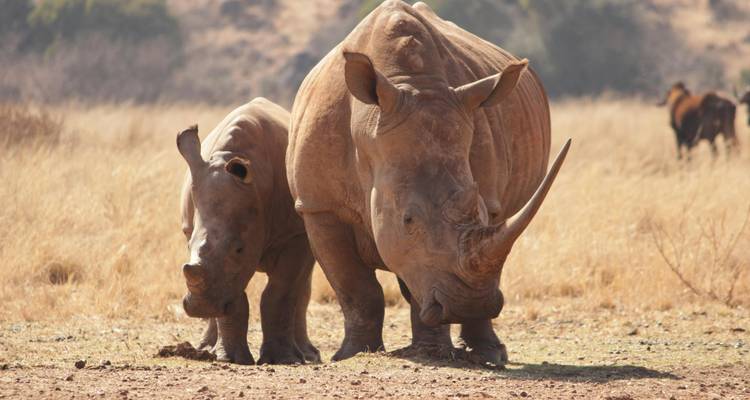 4 Days Mid-Luxury Lodge Wilderness Safari - theKili-Guides 7
