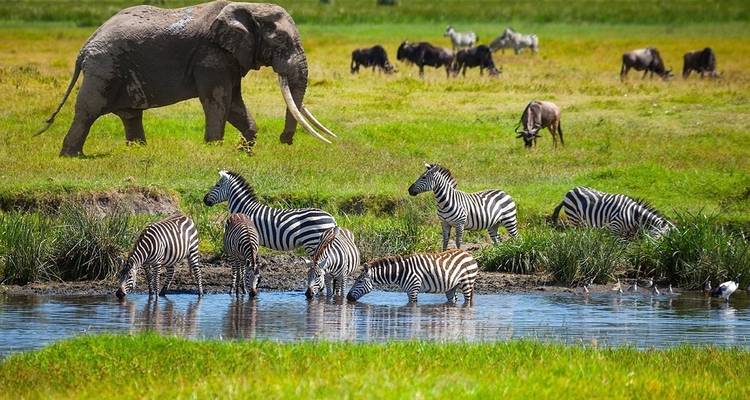 4 Days Mid-Luxury Lodge Wilderness Safari - theKili-Guides 9
