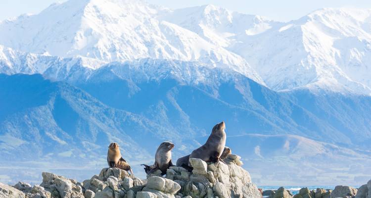 Phoques sur des rochers avec de majestueuses montagnes enneigées en arrière-plan.